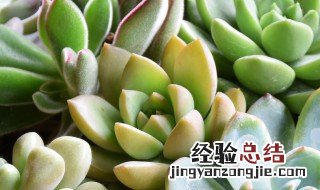 多肉植物蔫了该怎么养? 怎么把蔫了的多肉救活