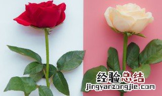 玫瑰叶子发黄枯萎是什么原因 玫瑰叶子发黄枯萎是什么原因呢