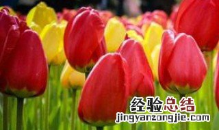郁金香的颜色外形和气味 郁金香的颜色外形和气味怎么写
