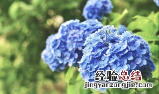 绣球花喜欢阳光还是阴凉处? 绣球花喜欢阳光还是阴凉