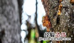 松香是什么原料做的 松香是做什么用的