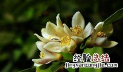 柠檬花的花语是什么 柠檬花的寓意