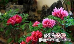 花开富贵花怎么养好看 花开富贵花怎么养