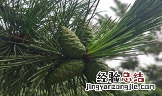 松柏可以水培吗 松树可以水培吗