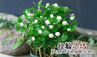 茉莉花几月份发芽? 茉莉花几月份发芽