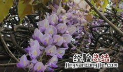 紫藤花苞长什么样子 紫藤的花苞是什么样子的