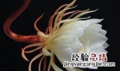 昙花是月下美人对吗 昙花是月下美人吗?