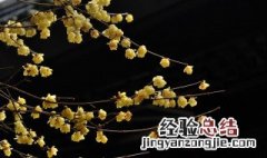 腊梅花的介绍资料大全 腊梅花的介绍