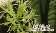 虎尾兰开花预兆什么 虎尾兰开花的预兆