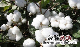 植物棉和纯棉哪个好 关于植物棉和纯棉介绍