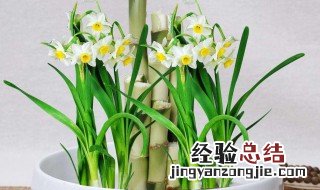 怎么养水仙花 养水仙花的方法