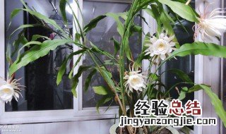 昙花怎么修剪养才开花 昙花如何修剪才能开花