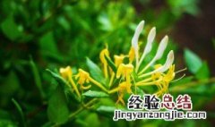 金银花怎么种 金银花种子的种植方法