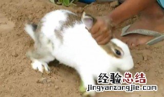 捉兔子方法 如何捉兔子