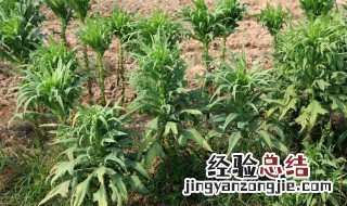 苦麻菜的功效与作用 苦麻菜的功效与作用有什么