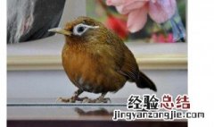 南方冬天画眉鸟如何养 南方冬天画眉鸟怎么养