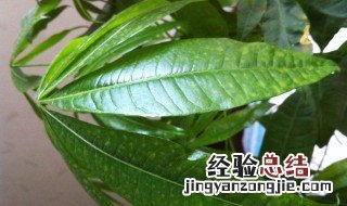 发财树叶子有黄斑怎么办 需要注意这四点