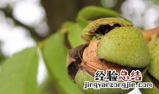 核桃树什么时候嫁接 应该如何嫁接呢