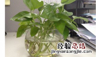 绿萝柱怎么浇水 绿萝柱如何浇水
