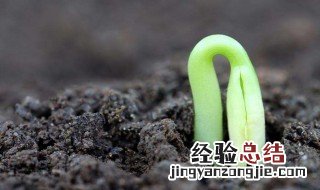 苹果种子怎么发芽 我们可以这样种植