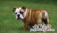 英牛犬好养吗 你准备好了吗