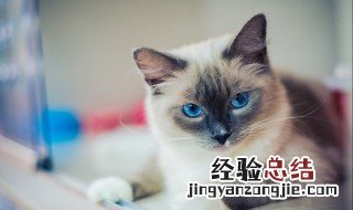 怎么养布偶猫 不得不知的知识分享