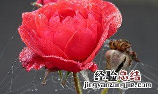 玫瑰花长蜘蛛网怎么办 玫瑰花长蜘蛛网如何解决