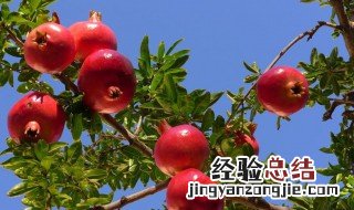 石榴树如何养 需要注意什么