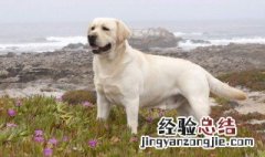 导盲犬是什么品种 导盲犬的介绍