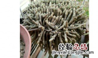 仙人指怎么养好? 仙人指如何养