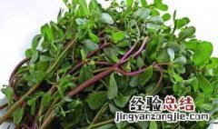 麻子菜和马齿苋一样吗 麻子菜和马齿苋是否相同