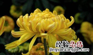 菊花的特点 主要有这三个