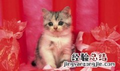 蝴蝶猫是什么 是外形很像小老虎的猫