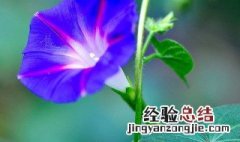 赞美牵牛花的经典诗句 称赞牵牛花的诗句介绍