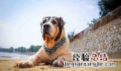 中亚牧羊犬的缺点 中亚牧羊犬5个缺点你知道吗