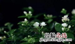 茉莉花能晒太阳吗 这样花苞会变小吗