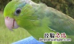 鹦鹉死亡前的征兆 具体内容如下