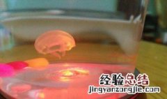 水母怎么养 养水母这3点很重要