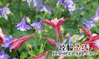 耧斗菜什么时候播种 耧斗菜播种时间介绍