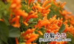 炮仗花的花期是什么时候 炮仗花什么时候开