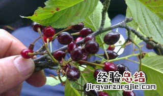 樱花的果实可以吃吗 樱花的果实可不可以吃