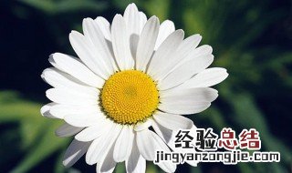 什么是洋甘菊 洋甘菊是植物吗