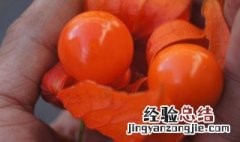 花姑娘是什么水果 花姑娘水果介绍