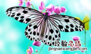 蝴蝶有几条腿 蝴蝶介绍