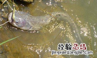 塘鲺鱼吃什么可以快速大 塘鲺鱼吃肉类可以快速大吗