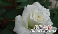 白色玫瑰花代表什么意思 白色玫瑰花的含义