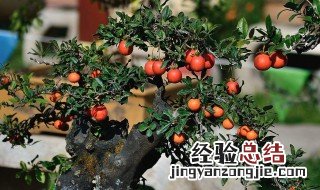 几月嫁接金弹子 金弹子在几月嫁接为好