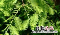 国家一级珍稀植物 8种植物你需知道