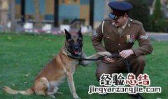 军犬有哪些品种 军犬都是什么品种