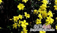 迎春花怎么养根 了解一下